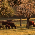 Agroforestry system (sylvo-pastorage)